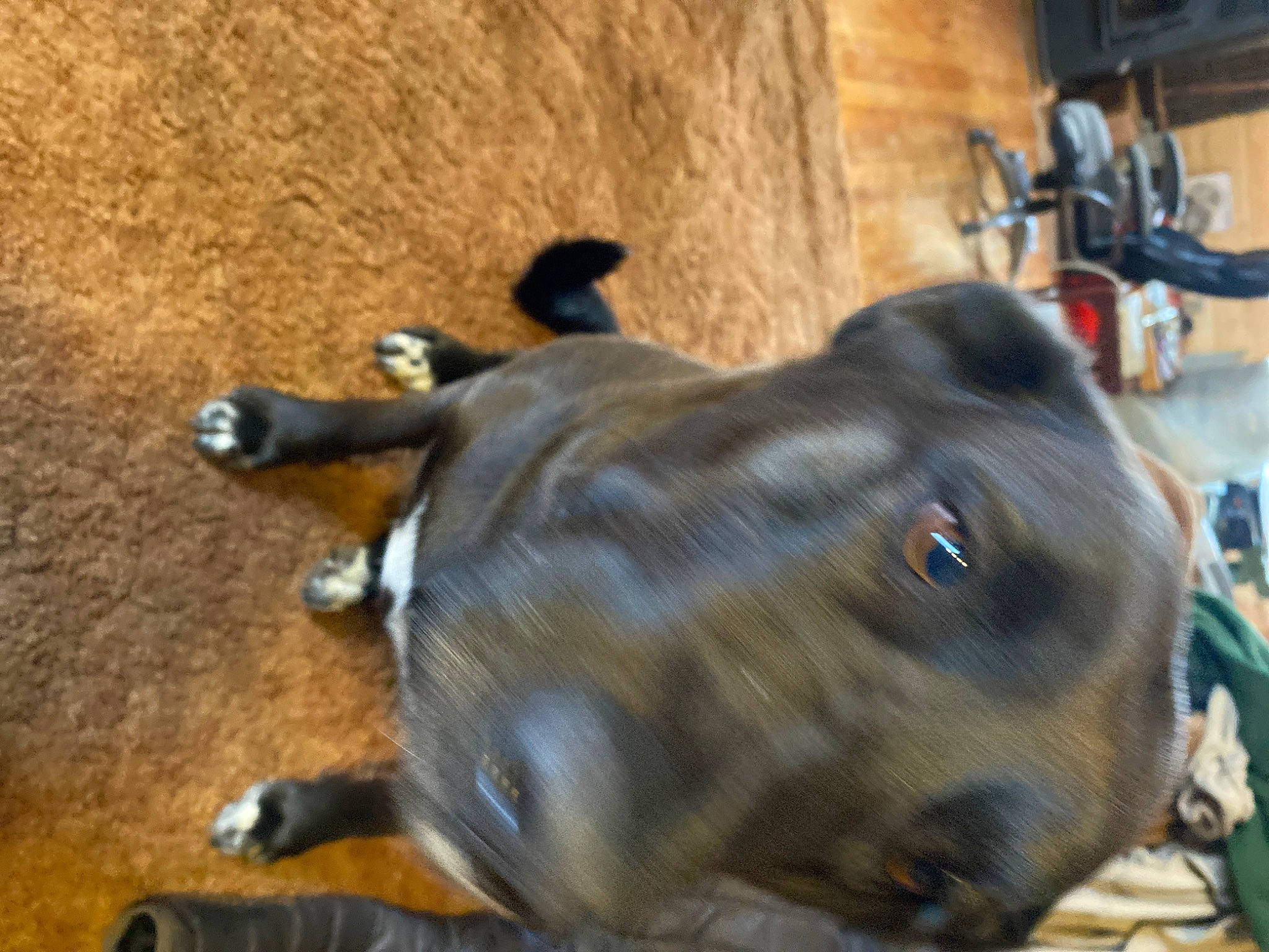 Tomikie joined the competition — help win amazing prizes! bovine, canidae, carnivore, collar, companion_dog, dairy, dog, dog_breed, dog_collar, ear, fawn, fur, liver, pack_animal, pet_supply, snout, sporting_group, terrestrial_animal, whiskers, working_animal