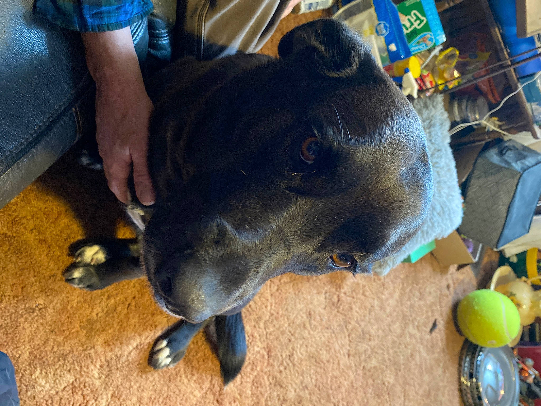 Tomikie joined the competition — help win amazing prizes! ball, blue, canidae, carnivore, collar, companion_dog, dog, dog_breed, dog_supply, electric_blue, fashion_accessory, fawn, fur, guard_dog, non_sporting_group, snout, sporting_group, terrestrial_animal, working_animal