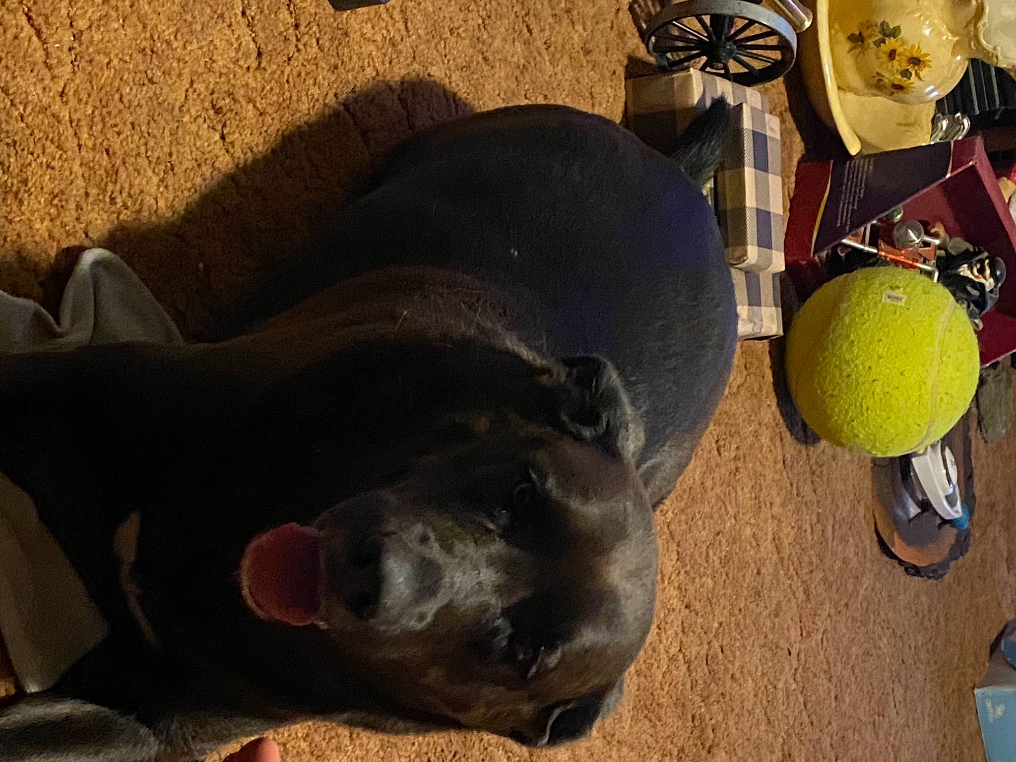 Tomikie joined the competition — help win amazing prizes! ball, canidae, carnivore, comfort, companion_dog, dog, dog_breed, fawn, flooring, fun, fur, guard_dog, hat, sporting_group, sports_equipment, tail, tennis_ball, terrestrial_animal, toy, working_animal