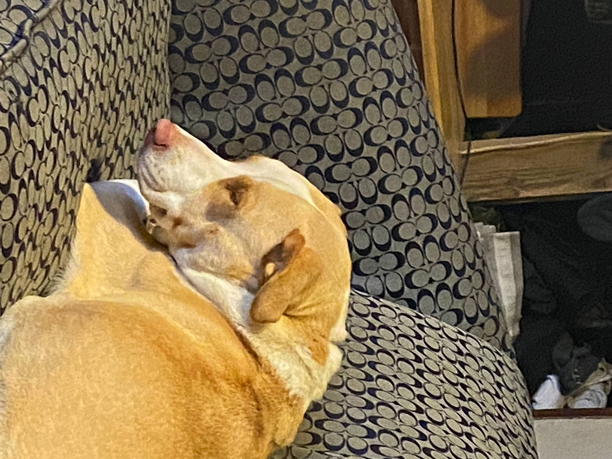 Blonde joined the competition — help win amazing prizes! big_cats, canidae, carnivore, chair, comfort, companion_dog, dog, dog_breed, fawn, felidae, fur, small_to_medium_sized_cats, snout, sporting_group, tail, terrestrial_animal, whiskers, wildlife, wood, working_animal