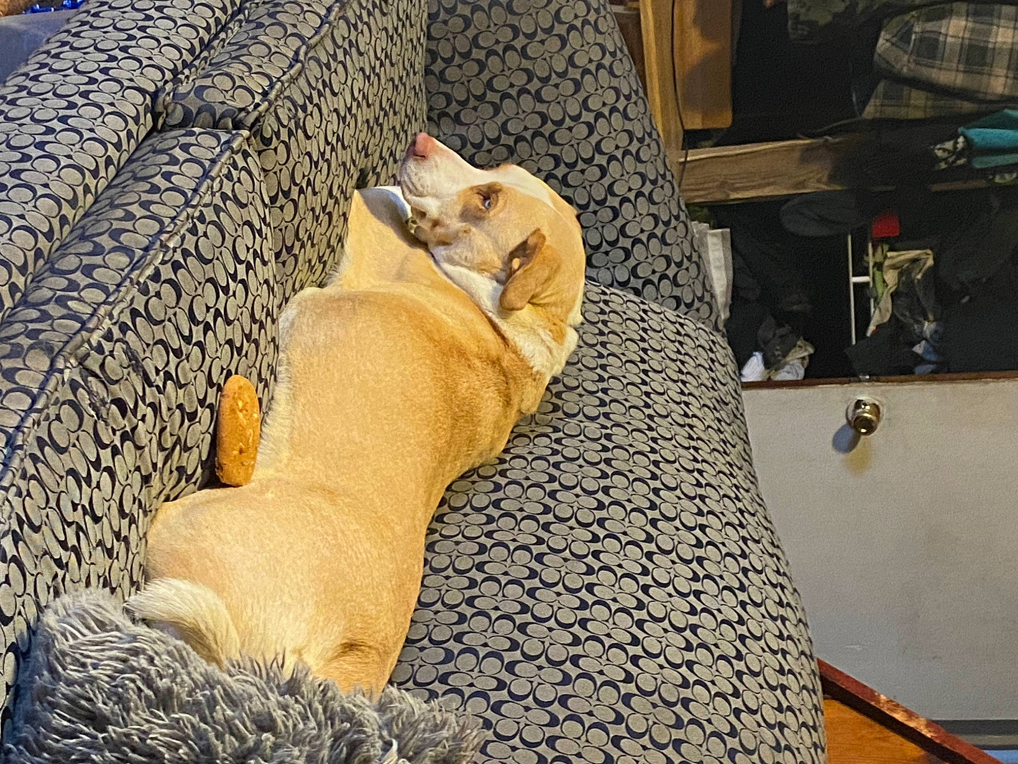 Blonde is registered to the contest to win money with this photo: canidae, carnivore, comfort, companion_dog, couch, dog, dog_breed, fawn, felidae, flooring, fur, human_leg, room, small_to_medium_sized_cats, sporting_group, studio_couch, stuffed_toy, tail, toy, wood