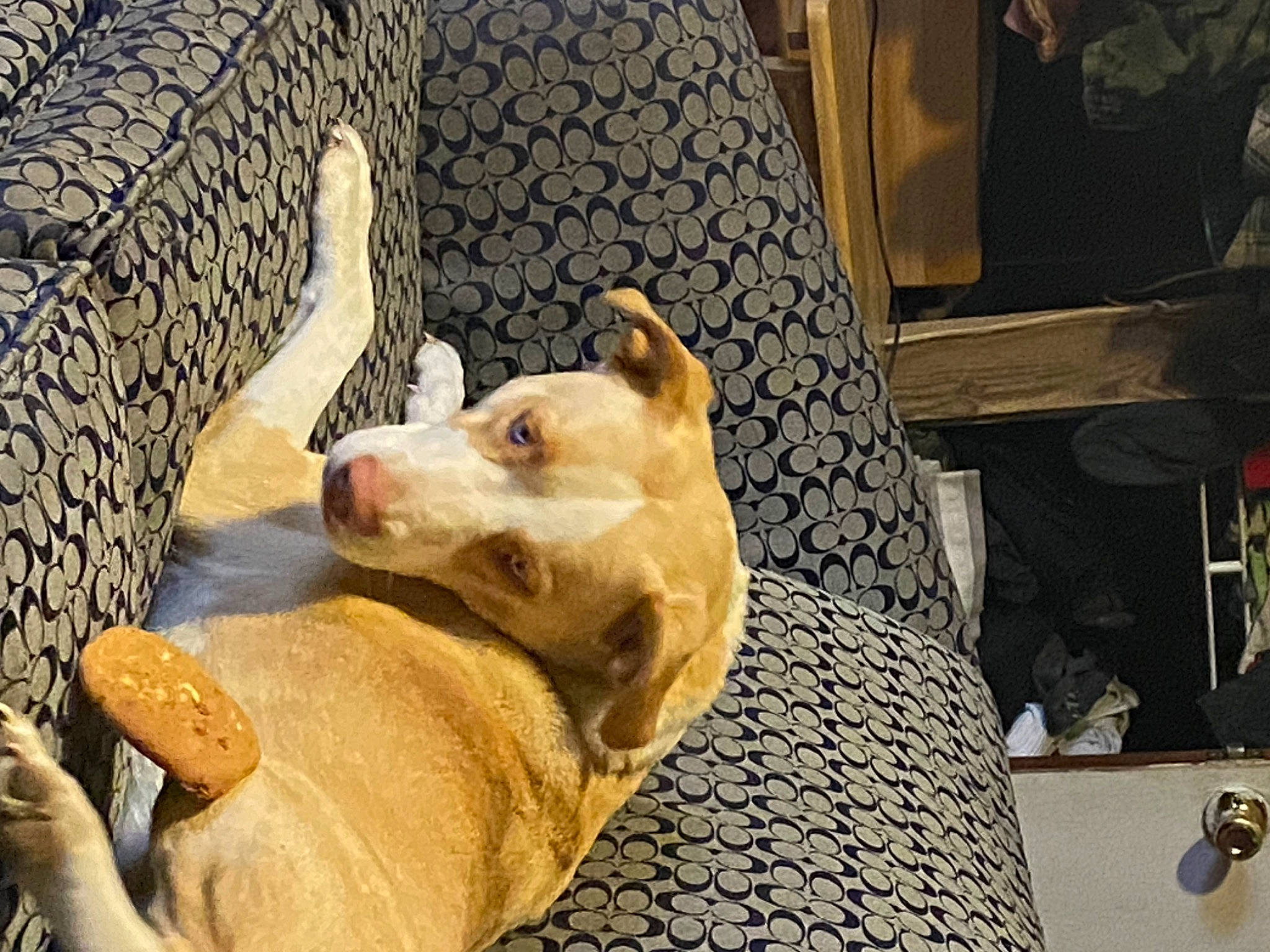 Blonde is registered to the contest to win money with this photo: canidae, carnivore, comfort, companion_dog, dog, dog_breed, dog_supply, fang, fawn, felidae, fur, guard_dog, paw, snout, sporting_group, terrestrial_animal, whiskers, wildlife, wood, working_animal