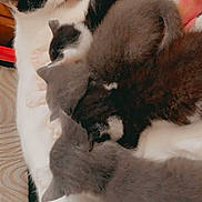 Princess joined the competition — help win amazing prizes! animal, blanket, cat, comfort, cozy, cute, domestic_animal, feline, fur, furry, indoor, kitten, mammal, mother_cat, nursing, pet, plaid, resting, sleeping, snuggling