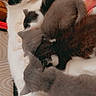animal, blanket, cat, comfort, cozy, cute, domestic_animal, feline, fur, furry, indoor, kitten, mammal, mother_cat, nursing, pet, plaid, resting, sleeping, snuggling