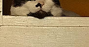 Princess is registered to the contest to win money with this photo: animal, black_and_white, cabinet, cat, close_up, cozy, curious, cute, drawer, ears, face, feline, green_eyes, indoors, knob, peeking, pet, portrait, resting, wood