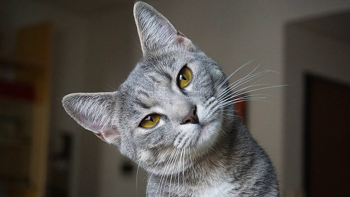 Loupi a rejoint le concours — aidez-le/la à gagner de superbes lots ! art, carnivore, cat, chartreux, domestic_short_haired_cat, ear, eye, felidae, fur, grey, head, small_to_medium_sized_cats, snout, tail, whiskers, wildlife, window