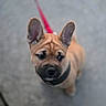 Baloo participe au concours pour gagner de l'argent avec cette photo : adorable, animal, brown, canine, closeup, collar, cute, dog, ears, fur, leash, looking, outdoor, pet, pet_accessory, puppy, side_view, walking, young, young_dog