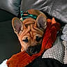 animal, brown_dog, companion, cozy, cute, dog, domestic_animal, ears, fur, indoor, leather_couch, pet, plush_toy, puppy, relaxed, resting, sleepy, snuggling, toy, young_dog