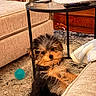 Mika is registered to the contest to win money with this photo: puppy, dog, living_room, couch, carpet, toy, blue_ball, coffee_table, remote_control, furniture, pet, fur, small_dog, indoor, cute, curious, home, cozy, carpeted_floor, beige