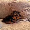 puppy, dog, couch, beige, fluffy, pet, indoor, cute, small_dog, fur, relaxing, home, cozy, animal, companion, adorable, lying_down, cushion, soft, domestic