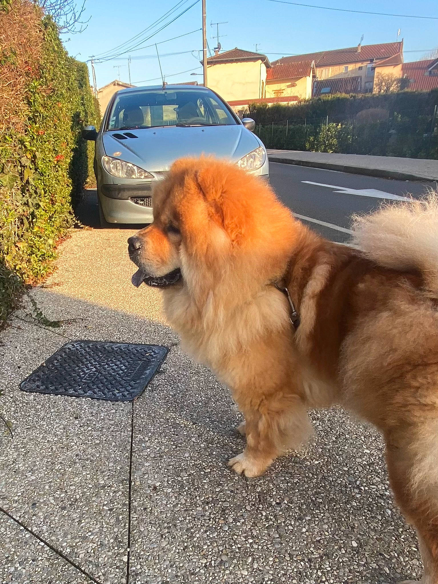 Yuuk participe au concours pour gagner de l'argent avec cette photo : asphalt, canidae, car, carnivore, cloud, companion_dog, dog, dog_breed, fawn, plant, road, road_surface, sidewalk, sky, snout, sporting_group, tail, tree, vehicle, working_animal