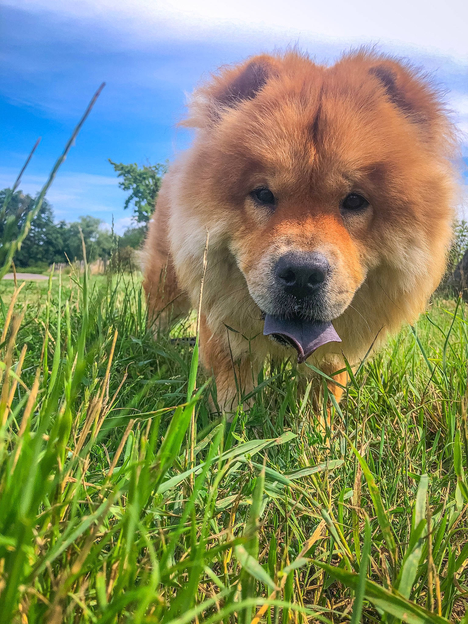 Yuuk participe au concours pour gagner de l'argent avec cette photo : canidae, carnivore, cloud, companion_dog, dog, dog_breed, fawn, fur, grass, grassland, liver, people_in_nature, plant, prairie, sky, snout, sporting_group, terrestrial_animal, whiskers, wildlife