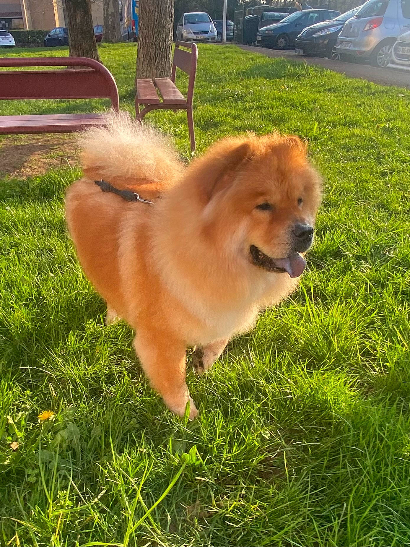 Yuuk a rejoint le concours — aidez-le/la à gagner de superbes lots ! canidae, carnivore, companion_dog, dog, dog_breed, fawn, german_spitz, german_spitz_klein, german_spitz_mittel, grass, plant, pomeranian, smile, snout, spitz, sporting_group, tail, wheel, whiskers, working_animal