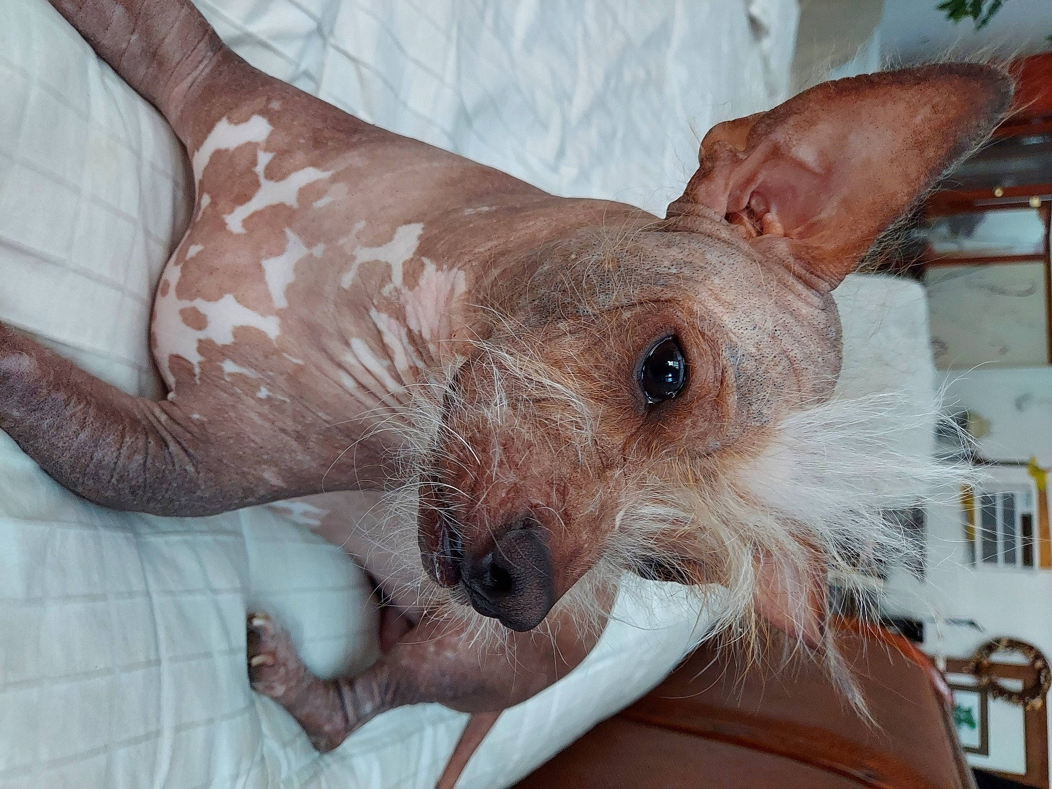 Kemo is registered to the contest to win money with this photo: canidae, carnivore, collar, companion_dog, dog, dog_breed, dog_supply, ear, fawn, fur, mexican_hairless_dog, non_sporting_group, small_terrier, snout, sporting_group, terrestrial_animal, terrier, toy_dog, whiskers, working_animal