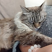 Ma Chérie participe au concours pour gagner de l'argent avec cette photo : arm, beads, bracelet, cat, close_up, comfort, companion, cozy, feline, fur, indoor, nap, person, pet, relaxation, resting, sleeping, soft_texture, sweater, tabby_cat