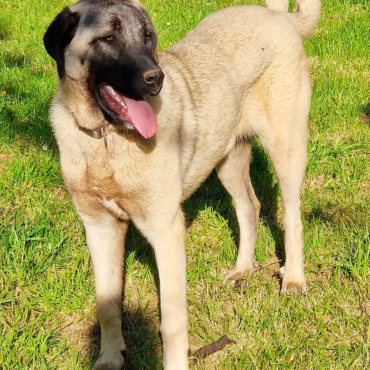 Uvéa participe au concours pour gagner de l'argent avec cette photo : animal, bodypart, canine, dog, field, germanshepherd, grass, grassland, hound, husky, labradorretriever, lawn, mouth, nature, person, pet, plant, pug, puppy, tongue
