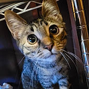 Olive is registered to the contest to win money with this photo: cat, kitten, tabby, wide_eyes, curious, whiskers, metal_shelf, indoor, pet, animal, feline, close_up, young, fur, paws, looking_up, household, domestic, cute, small