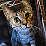 cat, kitten, tabby, wide_eyes, curious, whiskers, metal_shelf, indoor, pet, animal, feline, close_up, young, fur, paws, looking_up, household, domestic, cute, small