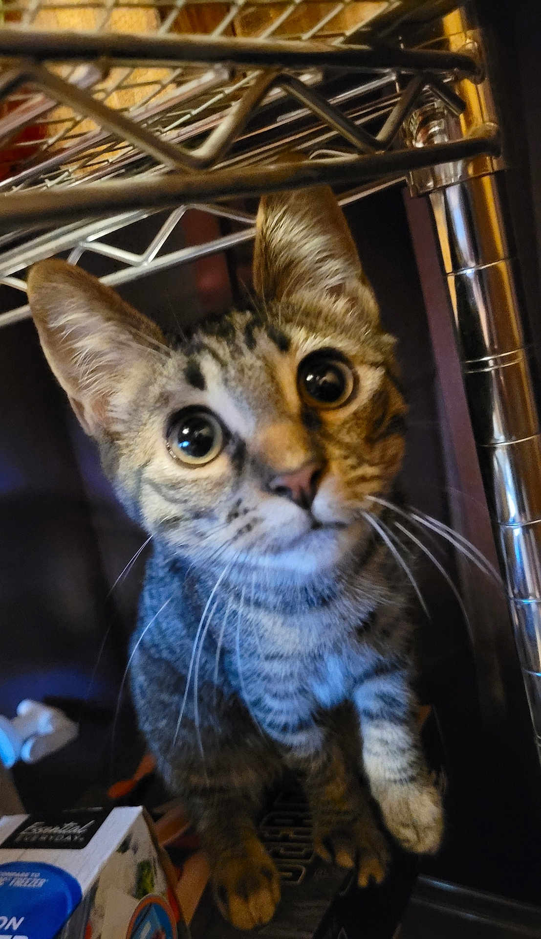 Olive is registered to the contest to win money with this photo: cat, kitten, tabby, wide_eyes, curious, whiskers, metal_shelf, indoor, pet, animal, feline, close_up, young, fur, paws, looking_up, household, domestic, cute, small