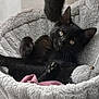 abyssinian, animal, basket, bed, blackcat, cat, chair, couch, cradle, crib, furniture, homedecor, infantbed, kitten, linen, livestock, pet, sheep