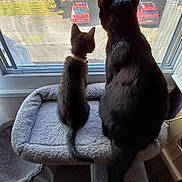Maverick Et Maé a rejoint le concours — aidez-le/la à gagner de superbes lots ! abyssinian, animal, armchair, blackcat, car, cat, chair, couch, cushion, door, furniture, homedecor, kitten, manx, pet, silhouette, slate, transportation, vehicle, window