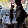 abyssinian, animal, armchair, blackcat, car, cat, chair, couch, cushion, door, furniture, homedecor, kitten, manx, pet, silhouette, slate, transportation, vehicle, window