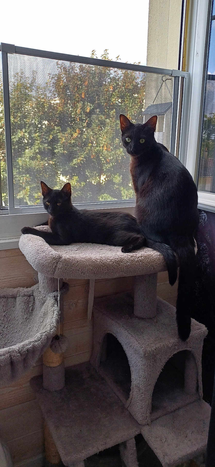 Maverick Et Maé a rejoint le concours — aidez-le/la à gagner de superbes lots ! abyssinian, animal, blackcat, cat, chair, couch, cushion, furniture, homedecor, indoors, kitten, manx, pet, plywood, siamese, slate, table, window, windowsill, wood