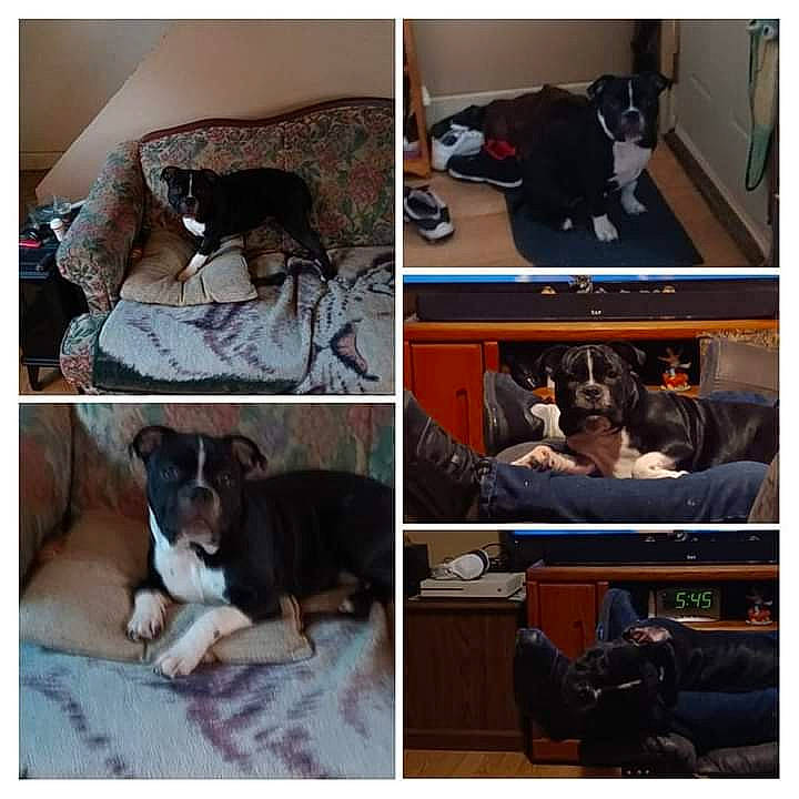 Mercury joined the competition — help win amazing prizes! bag, black, chair, collage, comfort, companion_dog, dog, dog_breed, flooring, fur, linens, luggage_and_bags, photograph, rectangle, room, sitting, snapshot, square, stock_photography, working_animal