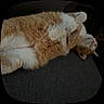 cat, orange_cat, white_cat, fluffy, lying_down, relaxed, pet, indoor, feline, cozy, sleepy, paws, fur, cute, animal, resting, domestic_cat, closeup, portrait, soft