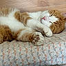 cat, sleeping, ginger_cat, white_fur, paw, cushion, patterned_fabric, wooden_background, cozy, relaxed, indoor, pet, feline, cute, resting, fur, animal, domestic_cat, closeup, comfort