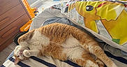 Daphnée participe au concours pour gagner de l'argent avec cette photo : cat, orange_cat, white_cat, bed, striped_bedspread, pillow, toy_crane, wooden_floor, relaxed, sleeping, cozy, indoor, pet, feline, paw, fur, cute, resting, cute_pet, domestic_cat