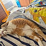 cat, orange_cat, white_cat, bed, striped_bedspread, pillow, toy_crane, wooden_floor, relaxed, sleeping, cozy, indoor, pet, feline, paw, fur, cute, resting, cute_pet, domestic_cat