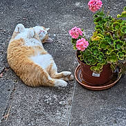 Daphnée a rejoint le concours — aidez-le/la à gagner de superbes lots ! cat, orange_cat, white_cat, flower_pot, pink_flowers, green_leaves, concrete, relaxed, lying_down, outdoor, plant, nature, pet, fluffy, cute, resting, sunlight, garden, animal, sidewalk