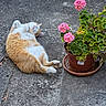 cat, orange_cat, white_cat, flower_pot, pink_flowers, green_leaves, concrete, relaxed, lying_down, outdoor, plant, nature, pet, fluffy, cute, resting, sunlight, garden, animal, sidewalk