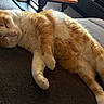 cat, orange_cat, white_cat, sleeping, resting, feline, pet, indoor, couch, fabric, fur, whiskers, paw, relaxation, cozy, nap, home, domestic_animal, cute, animal