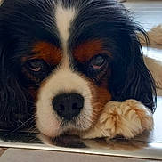 Tenessee a rejoint le concours — aidez-le/la à gagner de superbes lots ! dog, cavalier_king_charles_spaniel, resting, indoor, floor, paw, close_up, black_white_brown, pet, cute, animal, canine, laying_down, portrait, fur, relaxed, home, window, radiator, calm