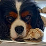 dog, cavalier_king_charles_spaniel, resting, indoor, floor, paw, close_up, black_white_brown, pet, cute, animal, canine, laying_down, portrait, fur, relaxed, home, window, radiator, calm