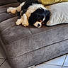 puppy, dog, sleeping, couch, pillows, indoor, pet, cozy, fur, resting, home, relaxing, animal, cute, canine, living_room, tile_floor, comfort, domestic, sleep