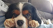 Tenessee participe au concours pour gagner de l'argent avec cette photo : dog, pet, cavalier_king_charles_spaniel, resting, paws, close_up, indoors, sofa, cute, fur, black, white, brown, relaxed, animal, companion, laying_down, face, expression, portrait