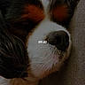 dog, sleeping, close_up, resting, snout, fur, cushion, indoors, pet, animal, black, white, brown, calm, relaxed, face, portrait, cozy, cute, domestic