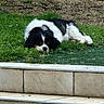 Tenessee a rejoint le concours — aidez-le/la à gagner de superbes lots ! dog, sleeping, grass, outdoor, pet, black_and_white, canine, relaxed, nature, steps, fur, animal, laying_down, quiet, daytime, peaceful, resting, small_dog, yard, calm