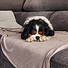 dog, puppy, sleeping, cavalier_king_charles_spaniel, blanket, couch, furniture, indoor, pet, fur, resting, cozy, relaxation, home, animal, cute, small_dog, living_room, brown, black