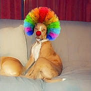 Luna joined the competition — help win amazing prizes! dog, pet, couch, sofa, clown_wig, clown_nose, rainbow, curtain, pillow, sitting, indoors, living_room, brown_dog, portrait, animal, humor, costume, upholstery, relaxed, funny