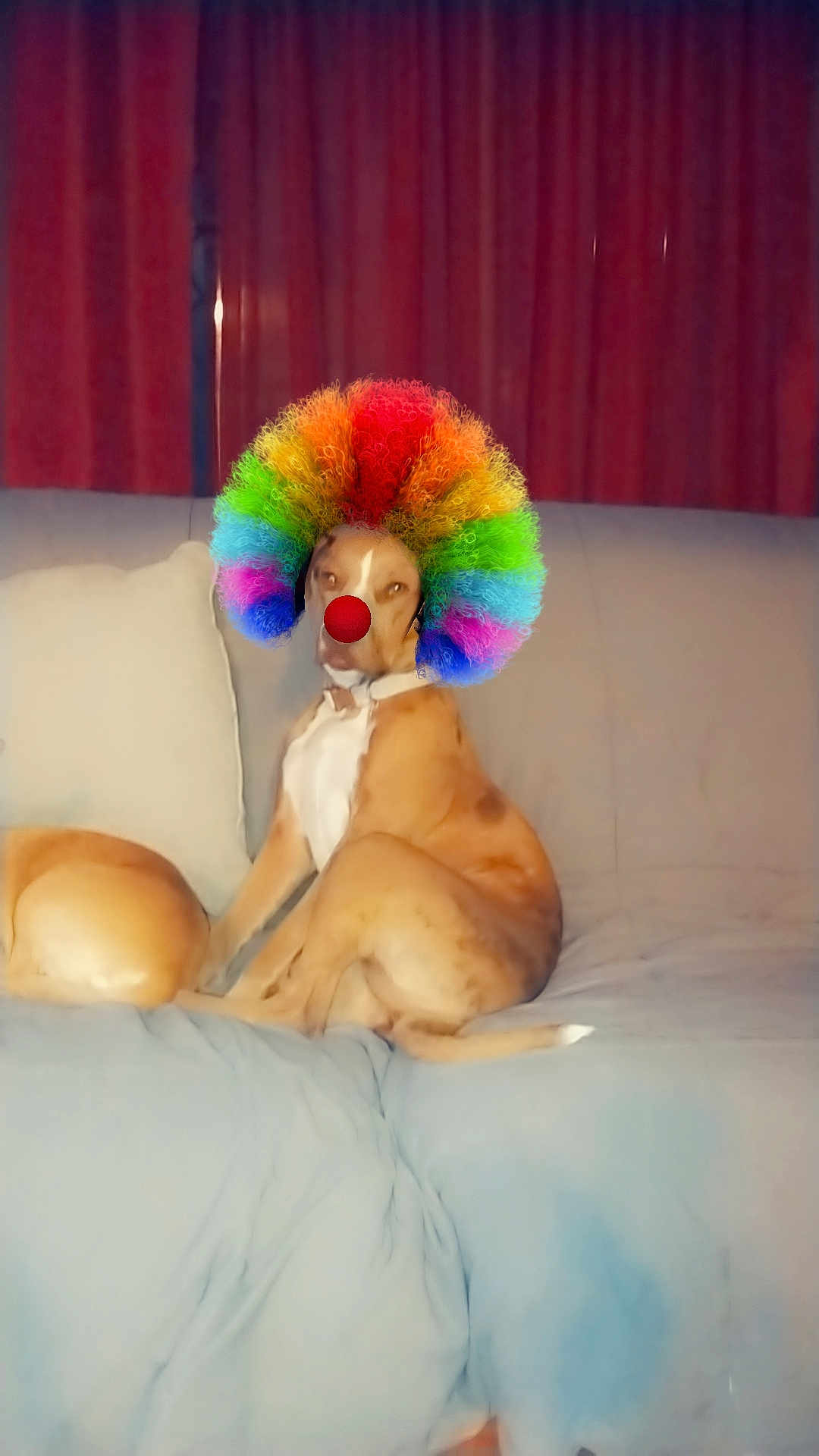 Luna joined the competition — help win amazing prizes! dog, pet, couch, sofa, clown_wig, clown_nose, rainbow, curtain, pillow, sitting, indoors, living_room, brown_dog, portrait, animal, humor, costume, upholstery, relaxed, funny