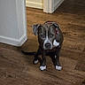 Stormie joined the competition — help win amazing prizes! animal, baseboard, brown_dog, canine, collar, cute, dog, doorway, ears, floor, hallway, indoor, looking, paw, pet, sitting, tail, wall, white_markings, wooden_floor