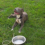 Stormie joined the competition — help win amazing prizes! dog, grass, water_bowl, outdoor, pet, canine, collar, leash, happy, playful, tongue, sunlight, nature, animal, muzzle, ears, paws, resting, smile, greenery