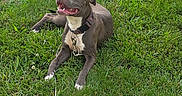 Stormie joined the competition — help win amazing prizes! animal, canine, collar, dog, ears, grass, greenery, happy, leash, muzzle, nature, outdoor, paws, pet, playful, resting, smile, sunlight, tongue, water_bowl