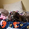 Stormie is registered to the contest to win money with this photo: animal, bed, blanket, brown_dog, chewing, colorful, comfort, cozy, dog, fabric, furniture, home, indoor, pet, pillow, relaxing, resting, rope_toy, stuffed_animal, toy