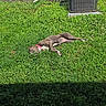 air_conditioner, animal, backyard, canine, collar, daytime, dog, fence, grass, greenery, nature, outdoor, peaceful, pet, relaxing, resting, summer, sunbathing, sunlight, yard