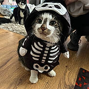 Boo-Boo joined the competition — help win amazing prizes! cat, costume, skeleton, black_and_white_cat, wooden_floor, person, indoor, pet, animal, cute, feline, floor, hoodie, home, carpet, sitting, clothing, mammal, domestic_animal, funny
